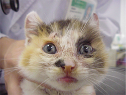 写真3.猫の疥癬症