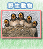 �쐶�������