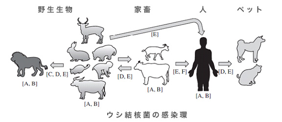 ウシ結核菌の感染環