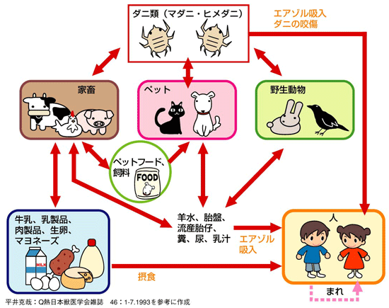 Q熱感染経路（推定）