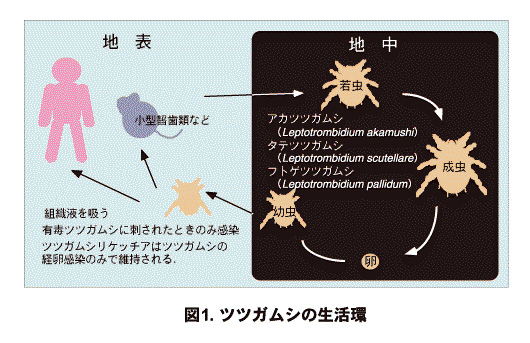 ツツガムシの生活環